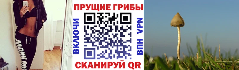 Псилоцибиновые грибы мухоморы  Каргополь 